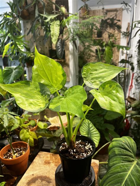 佛手芋開花|Alocasia cucullata 觀葉植物 尖尾姑婆芋(佛手芋)圖鑑